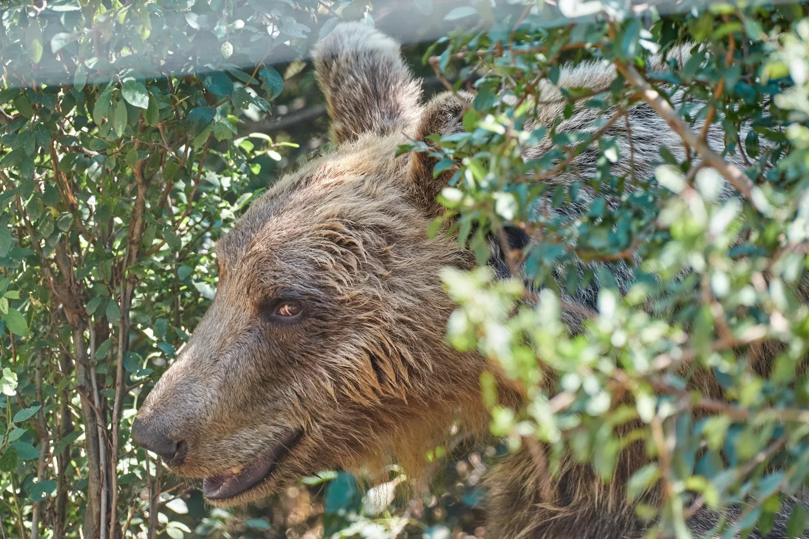 A brown bear living at the Kuterevo refuge