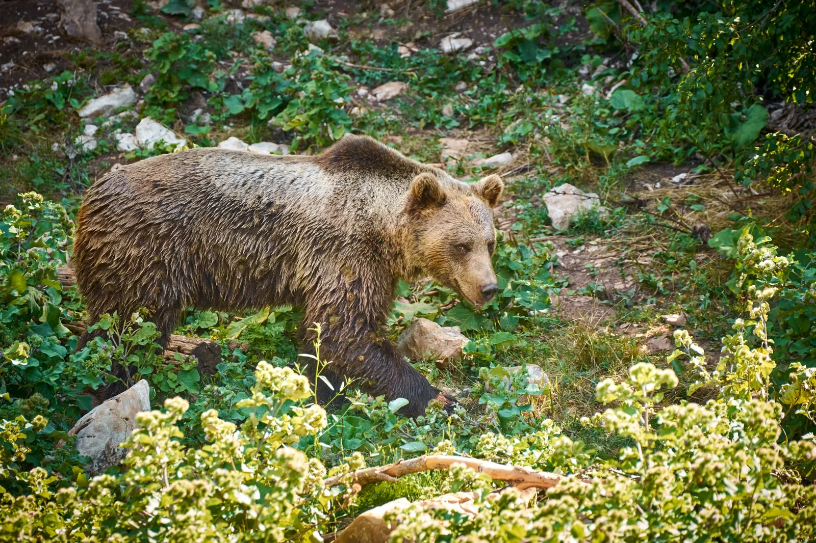 A brown bear living at the Kuterevo refuge